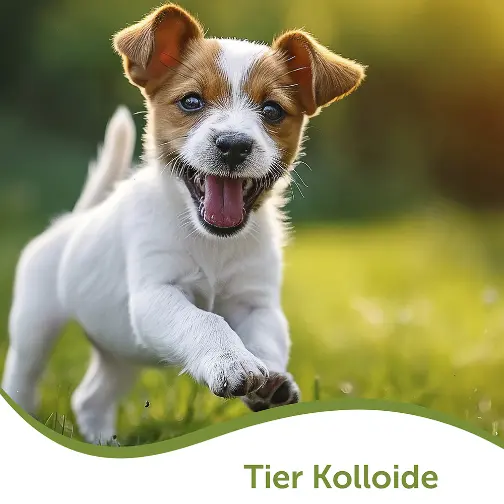 Kolloide für Tiere – Tierpflegeprodukte von Colloimed